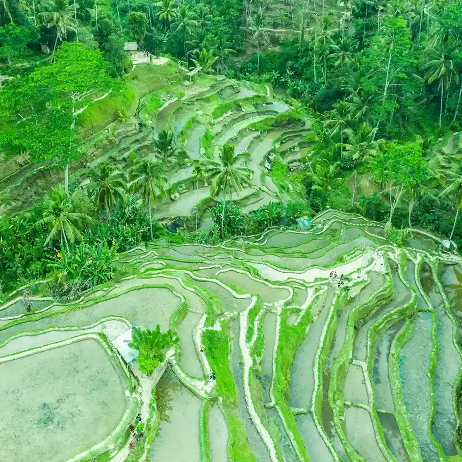 Tegalalang Rice Terrace | Invest Lands Bali