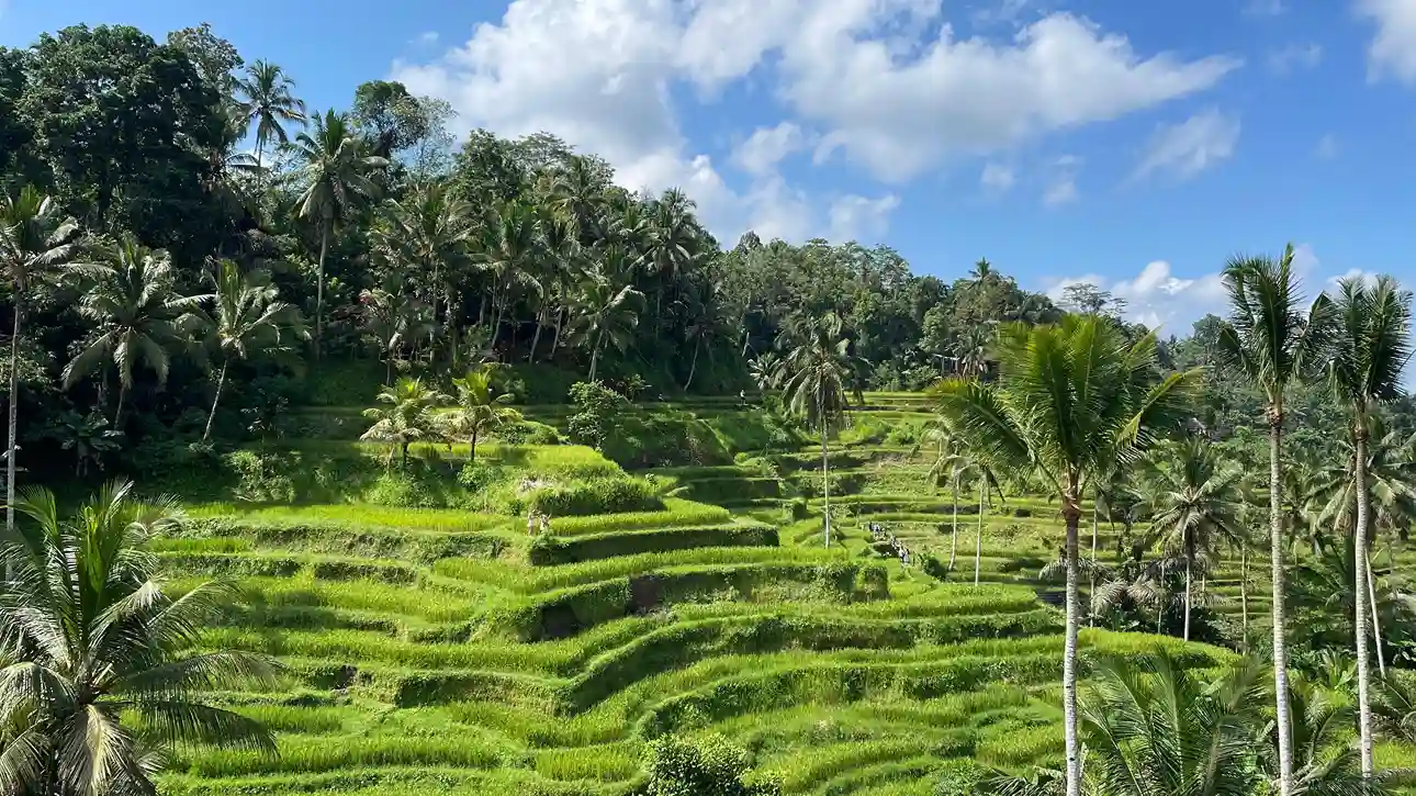 Tegalalang Rice Terrace Ubud | Invest Lands Bali