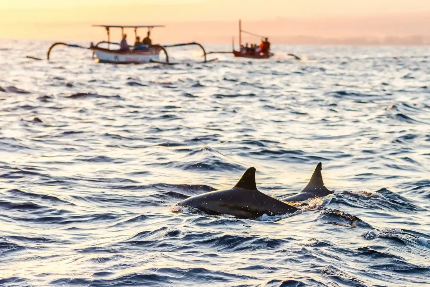 Dolphins surfacing at dawn off Lovina beach with jukung boats on the horizon, North Bali