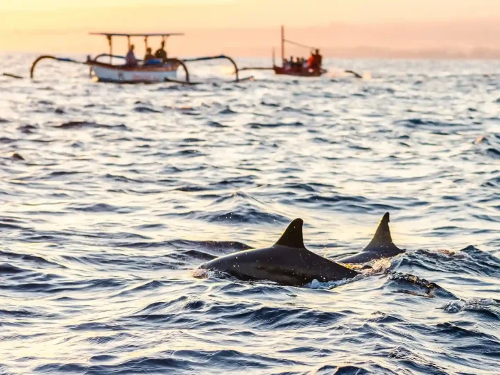 Dolphins surfacing at dawn off Lovina beach with jukung boats on the horizon, North Bali